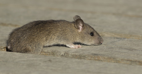 Brown rat