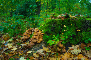 Hallimasch Pilze Sammeln