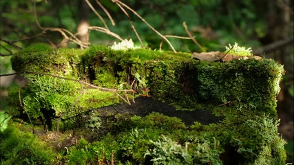 Printed kitchen splashbacks Trees Moss on stump in the forest. Old timber with moss in the forest. Stump green moss spruce pine coniferous tree forest park wood root bark