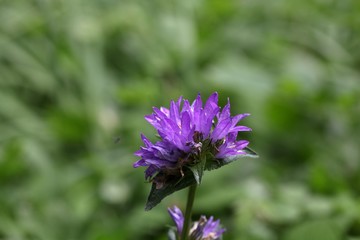 Clustered Bellflower (Campanula glomerata)