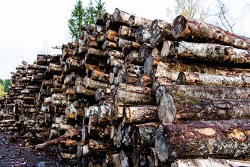 A lot of sawn trees on a logging in the forest