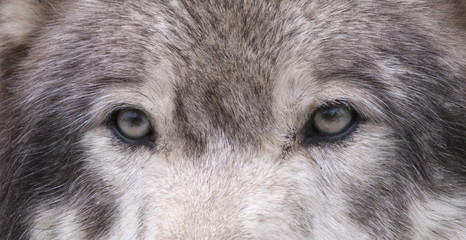 yeux de loup