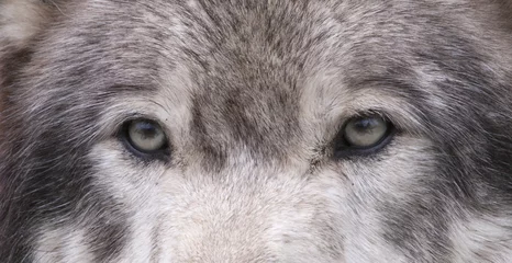 Photo sur Aluminium Loup yeux de loup