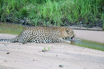 Leopard drinks water in its natural environment. Photo taken in a Kruger National Park in the South African Republic.