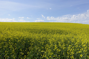 Fototapeta premium Farmland