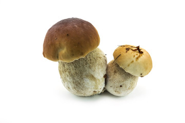 Steinpilz Zwilling