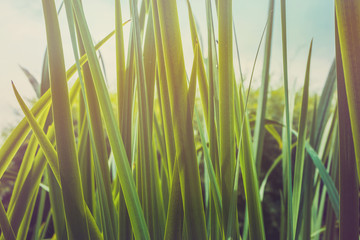 Green grass texture. Grass texture background