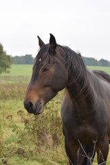 Obraz na płótnie Canvas Dark horse animal portrait