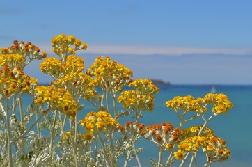 Close-up of wild yellow flowers on the shore at Atlantic Ocean, in Saint-Malo, Brittany, France