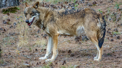 Canis Lupus Signatus profile view