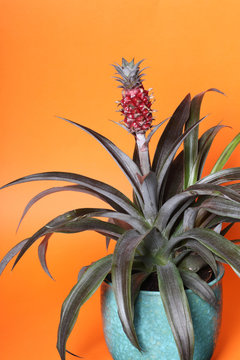 Ananas comosus plant in a pot