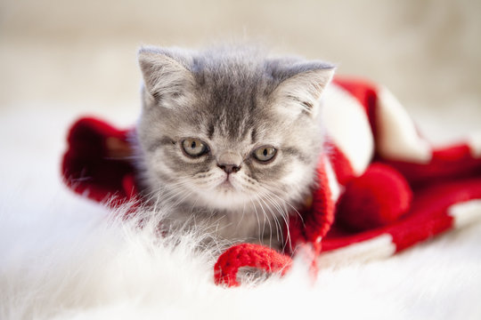 kitten Playing