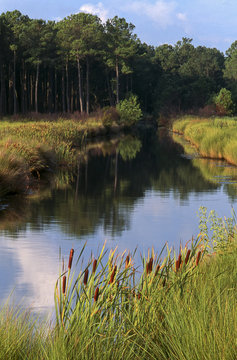 Small stream feeding through Spartina marsh into Ashepoo River, autumn, South Carolina