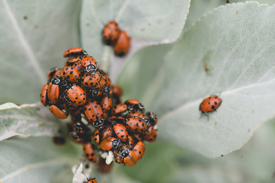 cluster of lady bugs