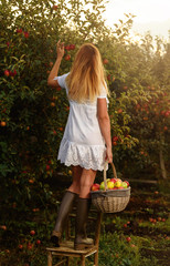 Beautiful young woman picking ripe organic apples - 175988236