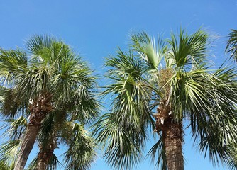 Palm trees on blue sky background in Florida nature