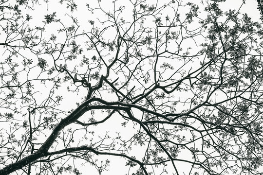 Tree branches and stems pattern in black and white