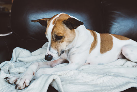 Sad dog with pitiful eyes laying on couch