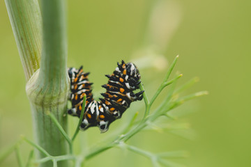 Black Swallowtail Caterpillar on Dill