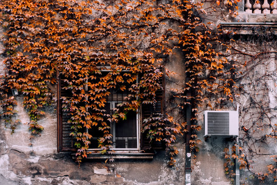 Old house covered with brown leaves