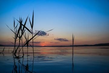 Schilfgras im letzten Tageslicht