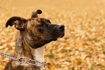 Portrait of brindle Staffordshire terrier on the background of fall leaves in a park. A dog with sad eyes.