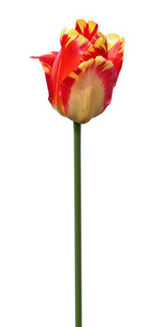 Red-yellow tulip flower isolated on white background