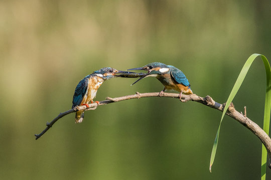 Kingfisher