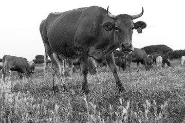 cow looking at me on a field