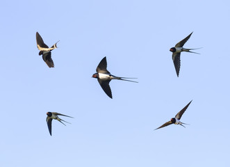 Obraz premium ptaki jaskółki stodoły latają w błękitne niebo szeroko rozpościerają skrzydła