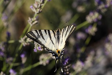 Scarce Swallowtail (Iphiclides podalirius)