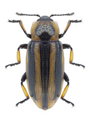 Beetle Prasocuris phellandrii on a white background