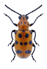 Beetle Crioceris quatuordecimpunctata on a white background