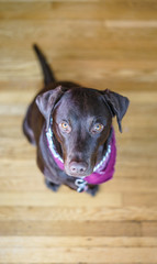 Chocolate Lab Looking Into Camera