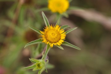 Spiny Starwort (Pallenis spinosa)