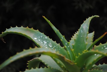 Aloe vera