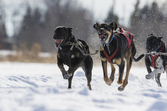 Dog sledding race in Quebec, Canada