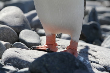 Penguin feet