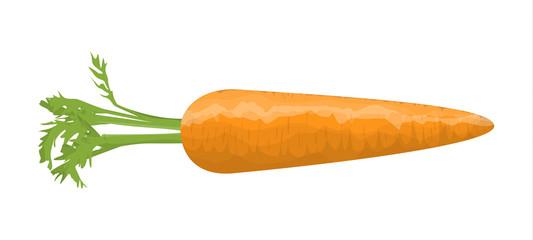 Isolated orange carrot.