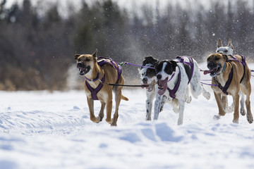 Dog sledding race in Quebec, Canada