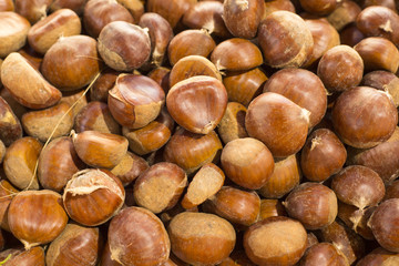 Chestnut fruit - Castanea sativa
