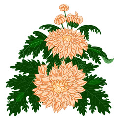 Chrysanthemum flowers with leaves on a white isolated background.