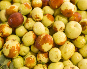 Ginjol or jujube - Ziziphus jujuba 