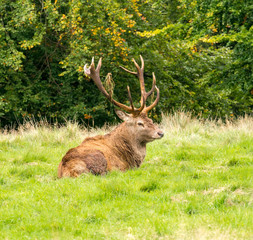 Naklejka na ściany i meble Beautiful male stag at the commencement of the rutting season with offatory head-dress, Tatton Park, Knutsford, Cheshire, UK