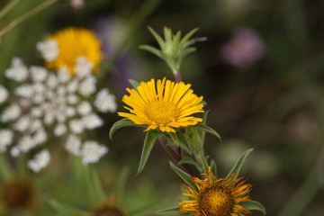 Spiny Starwort (Pallenis spinosa)