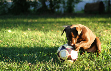 Chocolate Lab Puppy Chew on Soccer Ball