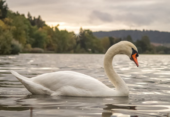 Schwan im Abendlicht