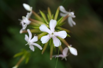 Common Soapwort (Saponaria officinalis)