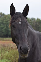 Naklejka premium Dark horse animal portrait