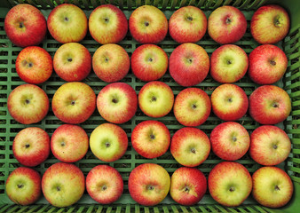 Fresh apples, balanced in regular rows in a crate.